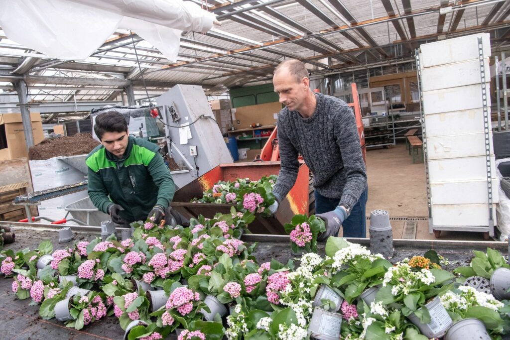 Tausenden Blumen droht der Abfallhaufen