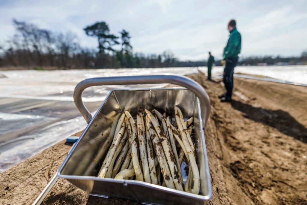 Spargelzeit beginnt – Zukunftssorgen bei den Bauern