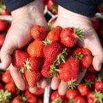 Discounter setzen trotz Kritik auf spanische Erdbeeren
