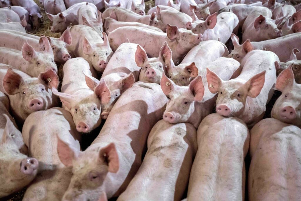 Bundesrat macht Weg für staatliches Tierhaltungslogo frei