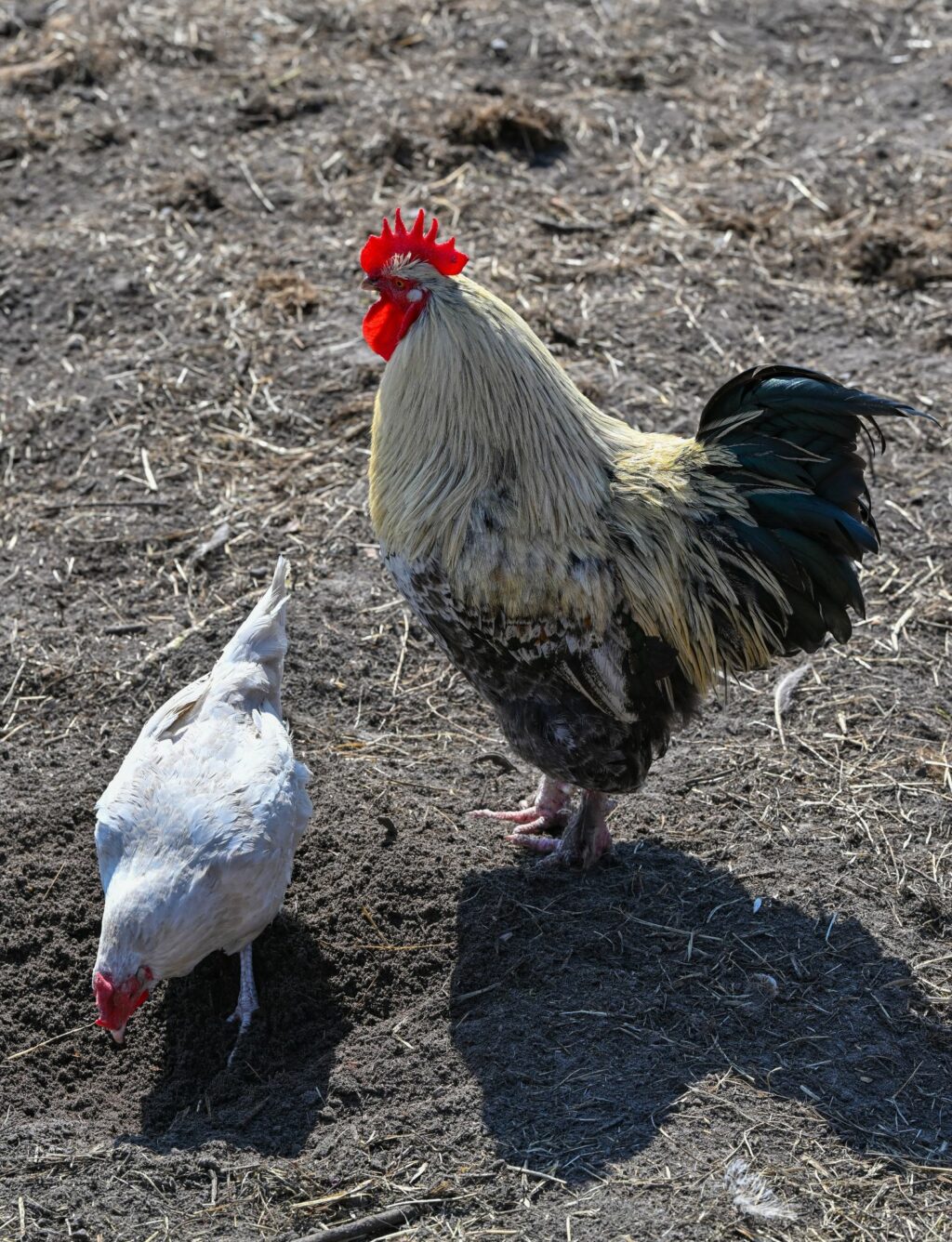 Wenig Fortschritt bei Fleisch aus besserer Haltung