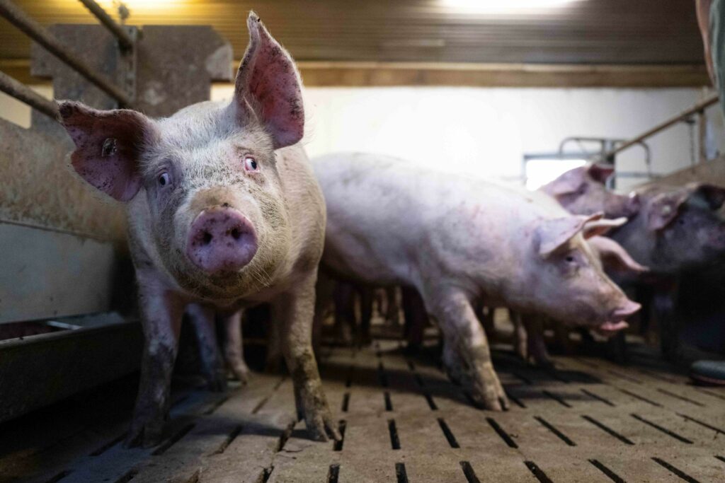 Aldi und Lidl bauen bei Tierwohl-Angebot spürbar aus