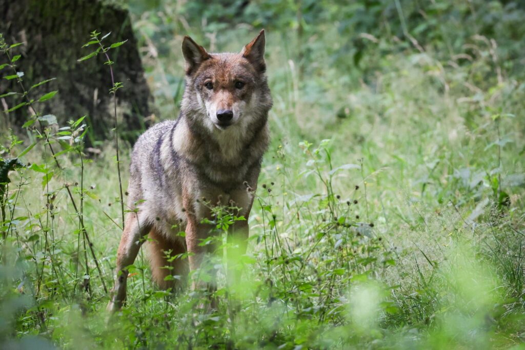 Lemke: Abschuss von Wölfen nach Rissen schneller ermöglichen