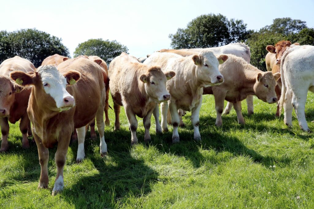 Irische Landwirte geraten wegen Klimazielen unter Druck