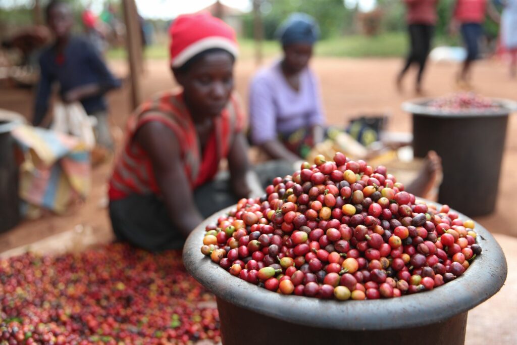 Sensible Bohne: Klimawandel bedroht Kaffeeindustrie