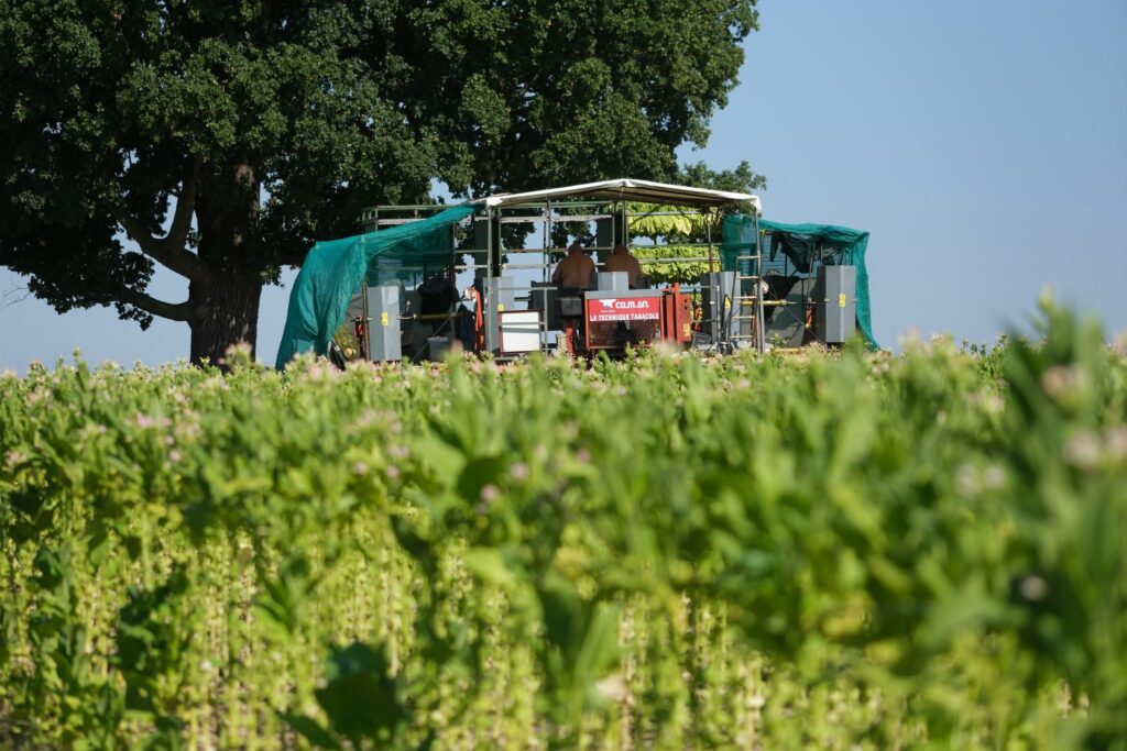Nur noch ein paar Dutzend Tabakbauern in Deutschland