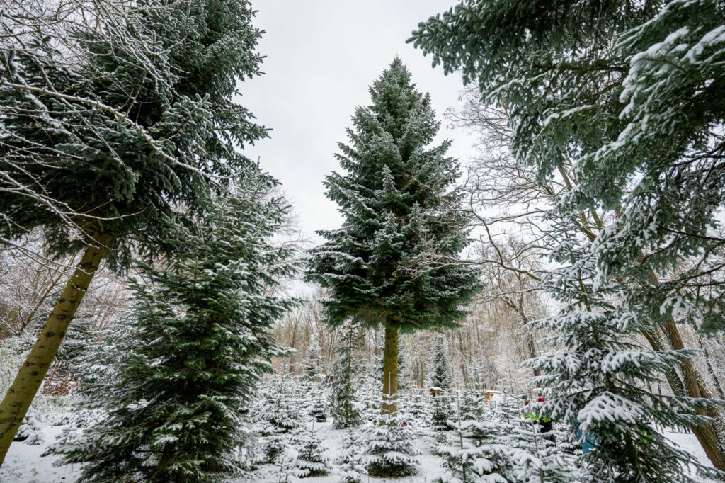 Deutschland importiert deutlich weniger Weihnachtsbäume
