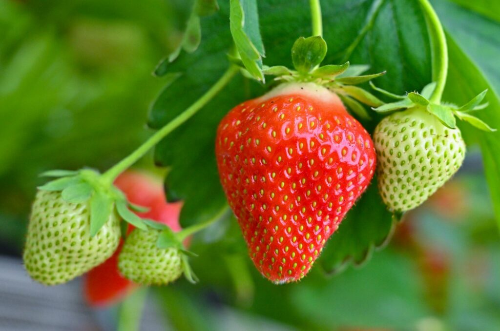 Das Pflücken beginnt – hartes Geschäft mit süßen Früchten
