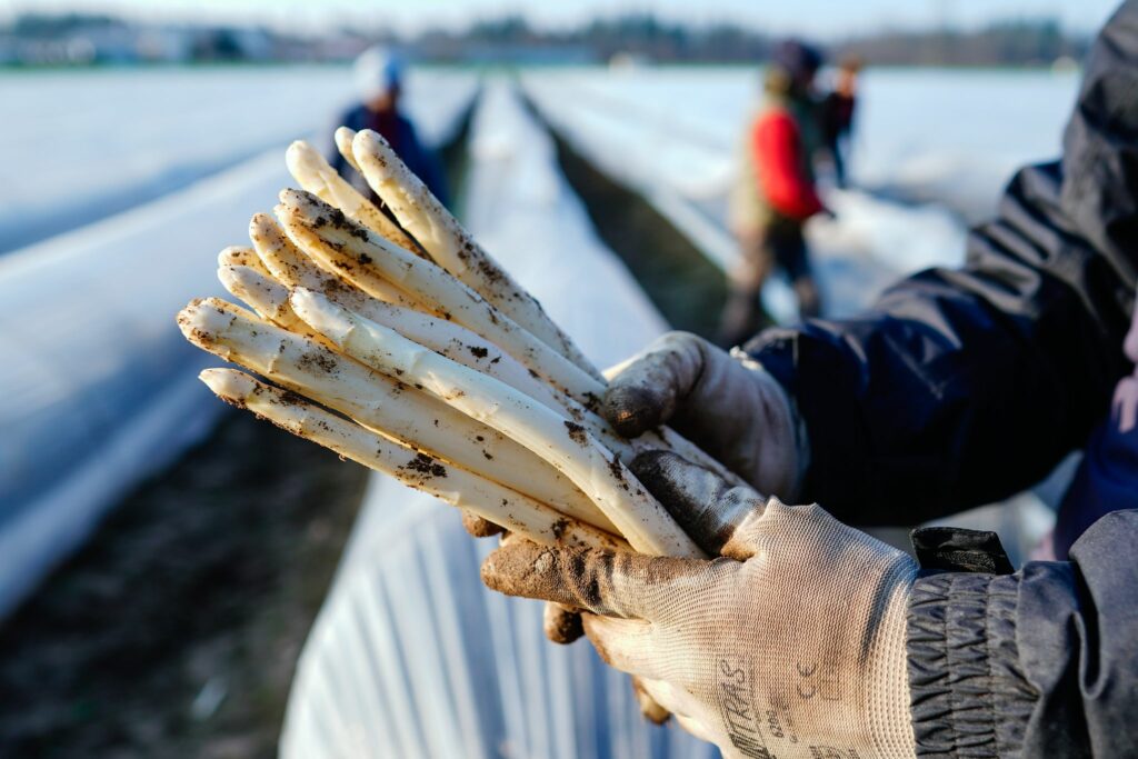 Jetzt können Verbraucher günstig Spargel kaufen