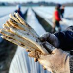 Jetzt können Verbraucher günstig Spargel kaufen