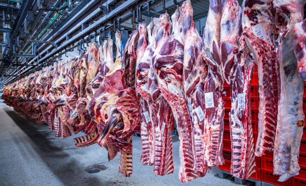 Zahl der Schweineschlachtungen wieder leicht gestiegen