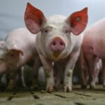 Was wird aus dem staatlichen Tierhaltungslogo?