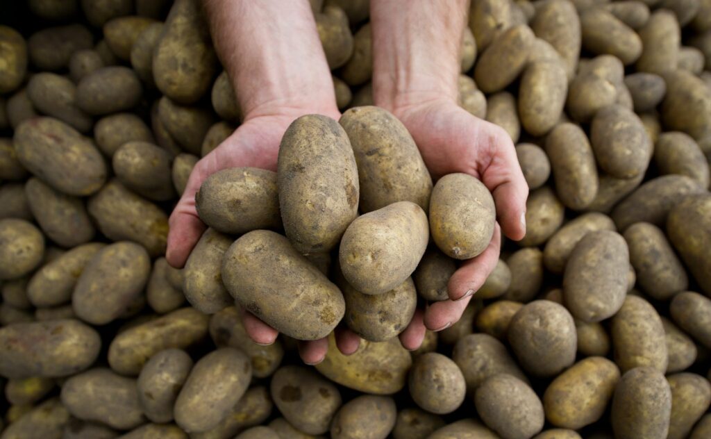 Massive Ernteausfälle durch Pflanzenkrankheit Stolbur